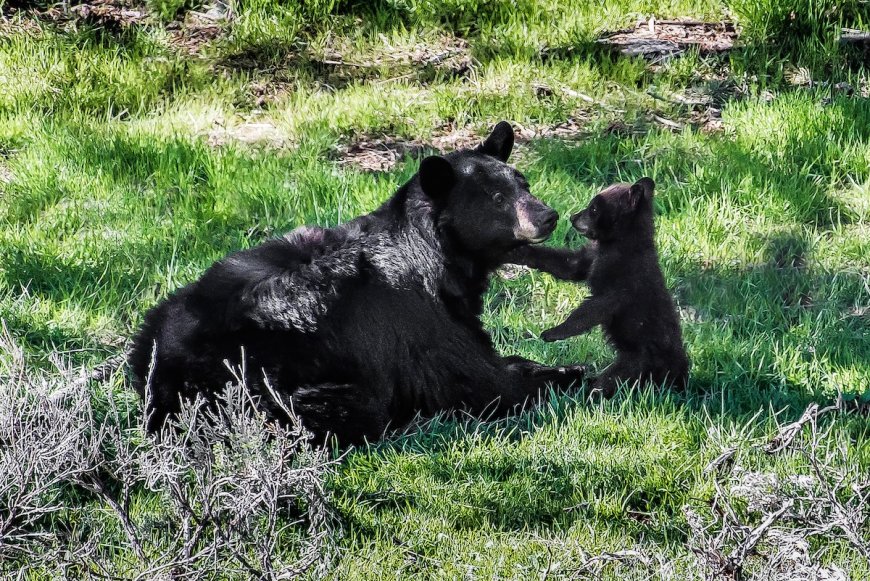 Mama Bear and Three Cubs Den Under California Home (Video)