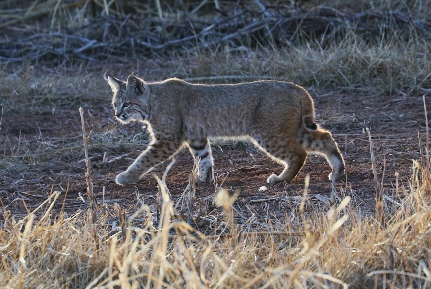 ‘Beautiful!’: Woman Spots Bobcat at Sierra Nevada Campsite