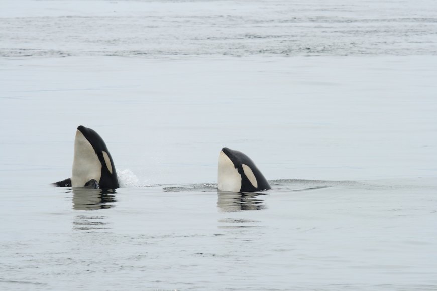 Killer Whales Surround Small Boat in Antarctica and ‘Spy Hop’