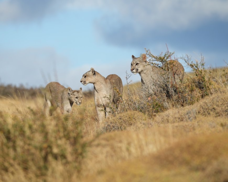 Security Camera Captures Trio of Mountain Lions in Shaver Lake