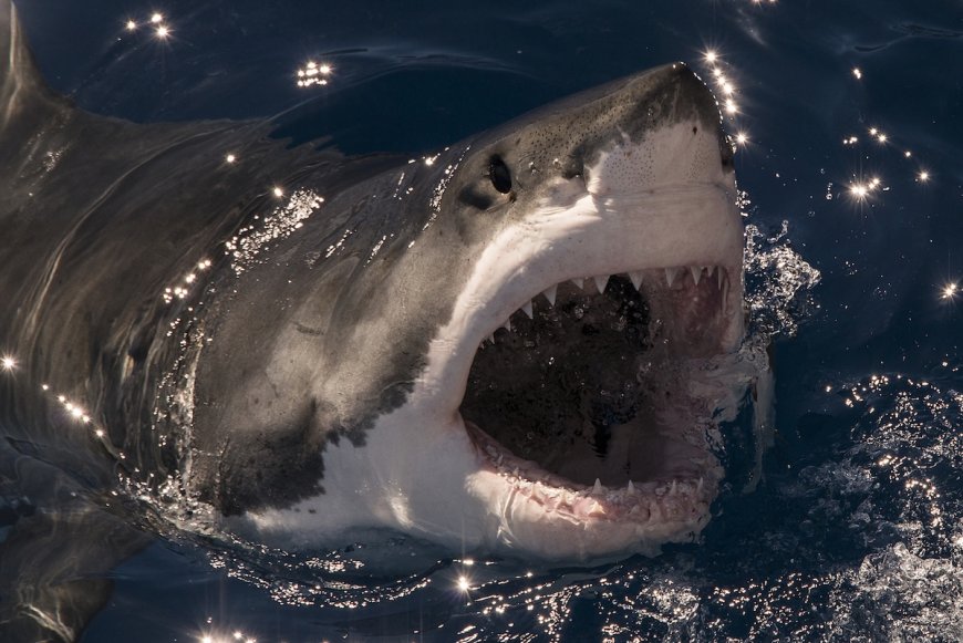 Would You Rescue a Great White Shark? This Couple Did (Video)