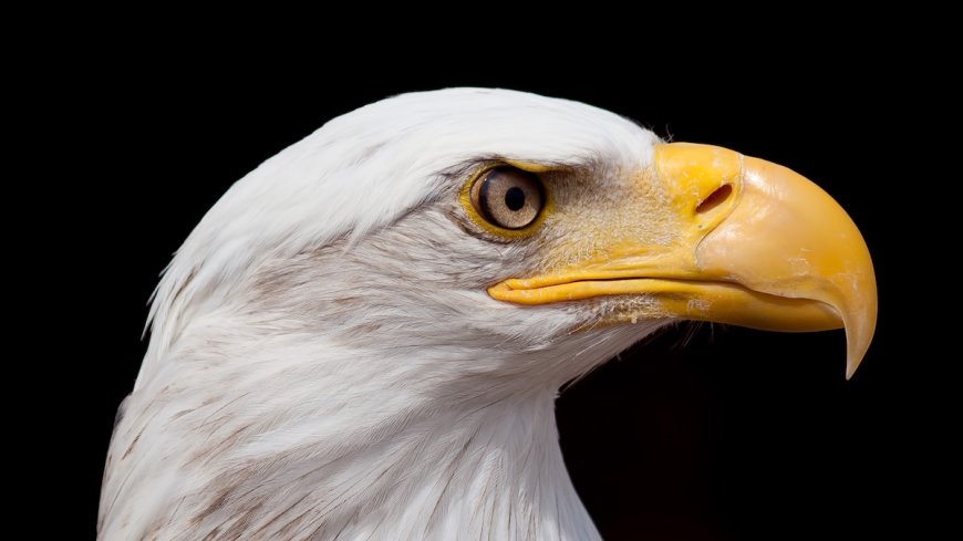 Photographer Shares Brilliant Shots of Rare White Bald Eagle