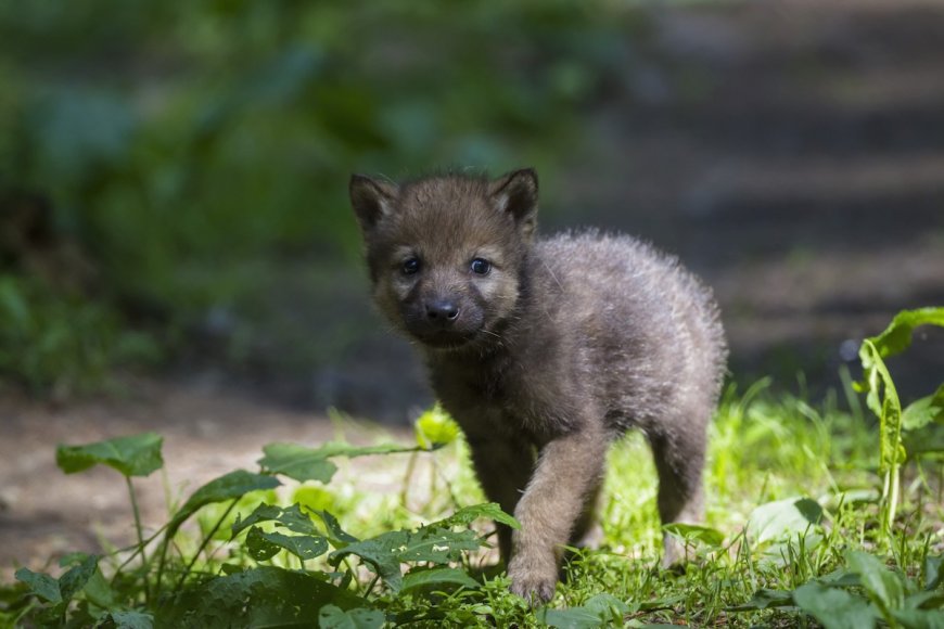 Caught on Trail Cam: ‘First Ever’ Fox/Wolf Cub Predation Filmed