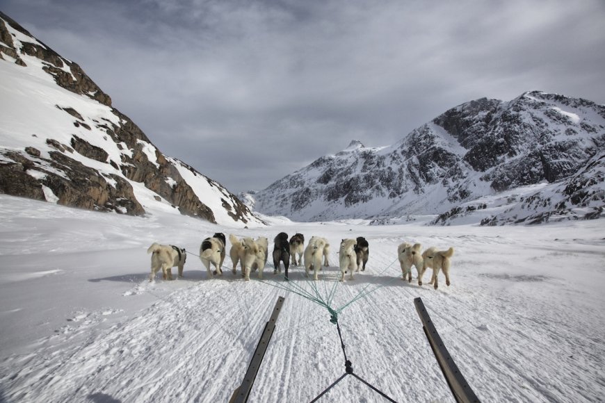 WATCH: Sled Dog Steals Camera and Records the Whole Thing
