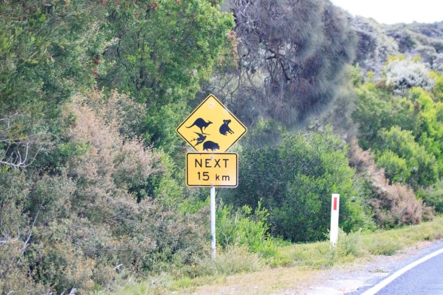 Adorable Animal Causes Mildly Inconvenient Traffic Jam