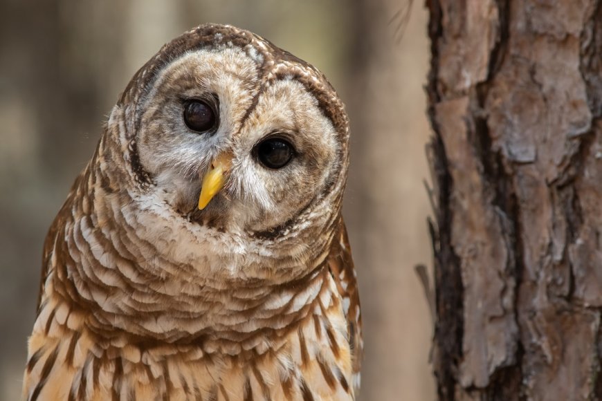 WATCH: Barred Owl Becomes Fascinated by Drone