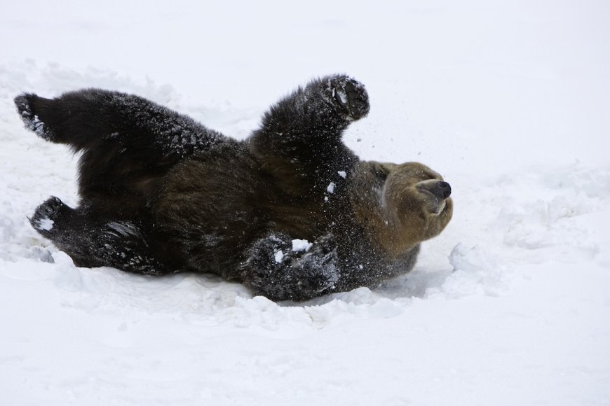 Drone Searching for Missing Man Found Playful Bear Instead