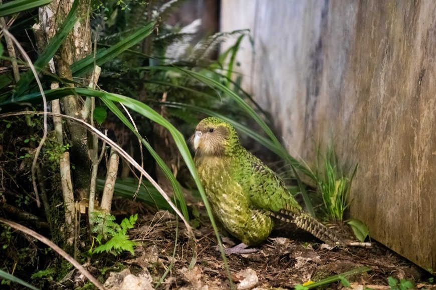 Livestream Shows Rare ‘Fat’ Parrot Becoming a Mom (Volume up)