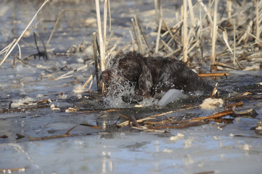 WATCH: Young Kayaker Rescues Dog From Freezing-Cold Pond
