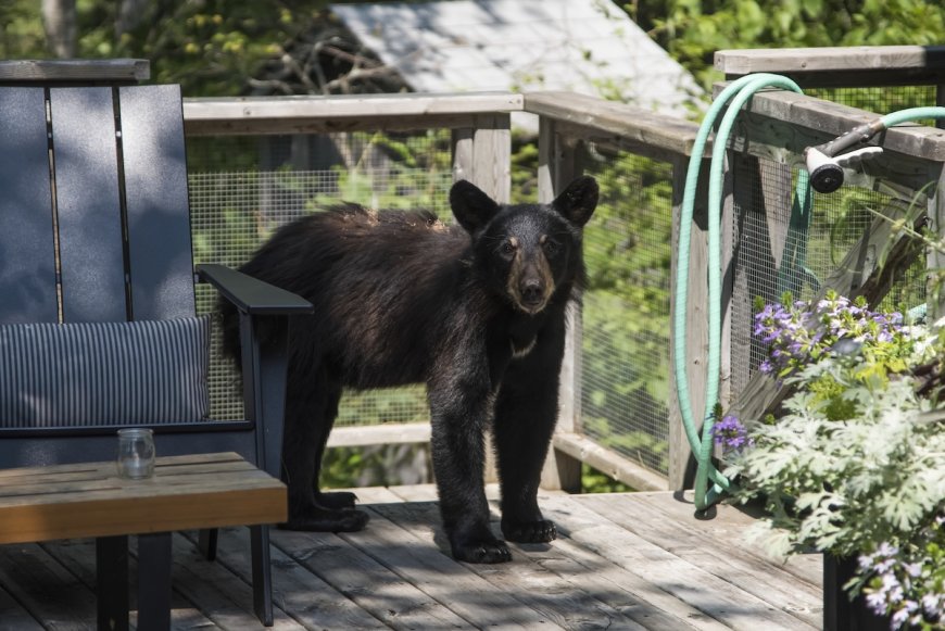 Bear Break-in: Burly Burglar Raids California Kitchen