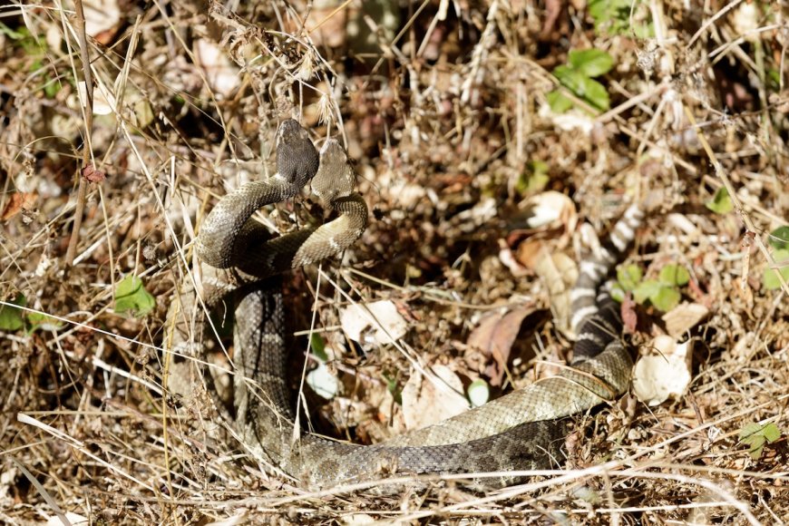WATCH: Two Rattlesnakes Do Their Weird Dominance Dance