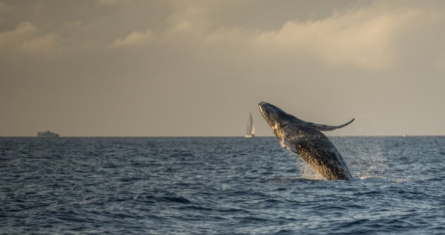 A Tourist Captures Insane Video Of A Whale Begging For A Belly Rub