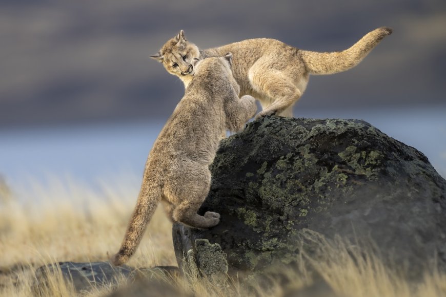 Caught on Trail Cam: Mountain Lions Play With Sign Nailed to Tree