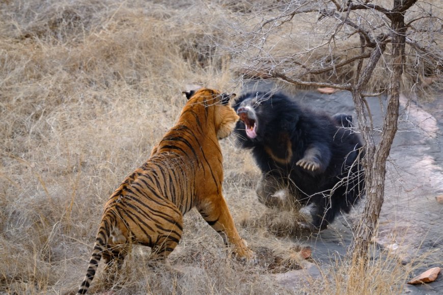 Intense Showdown: Sloth Bear vs. Tiger (Video)