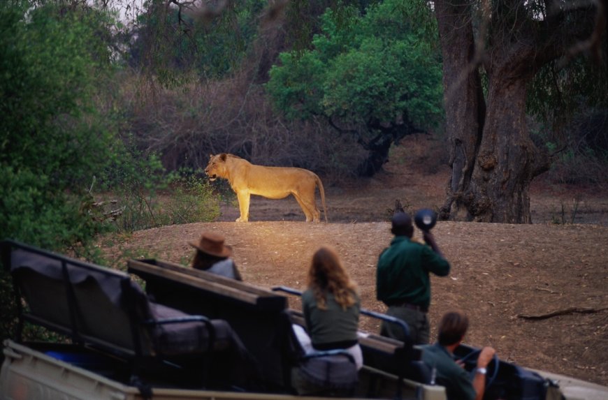 WATCH: Lion Shows up for Dinner in Botswana