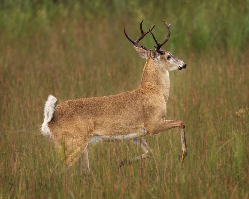 ‘Buck Looking for Bucks’: See Footage of Deer Breaking Into Bank