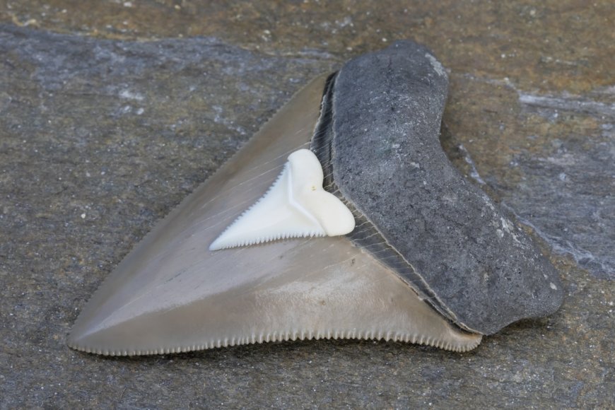 10-Year-Old Boy Discovers Rare, Massive Shark Tooth