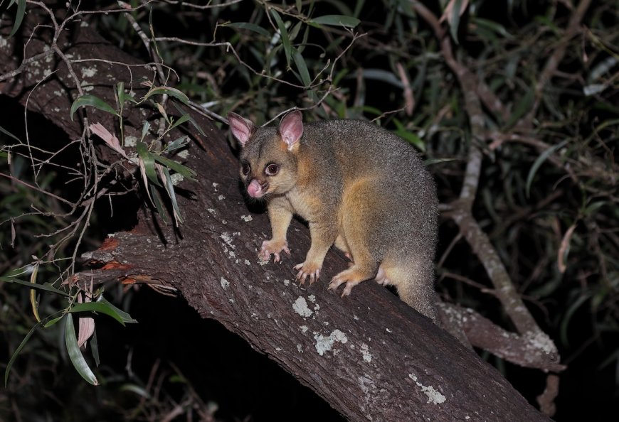 Viral Video: Possum Tries to Tightrope Walk Across Light Strand