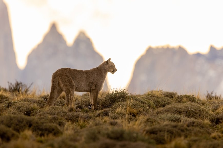 ‘Dream Come True’: Campers Spot Puma in Their Campsite