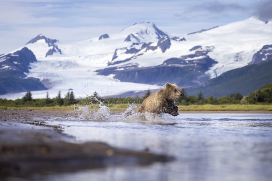 Young Brown Bears Score a Fish and Are Loving Life (Video)