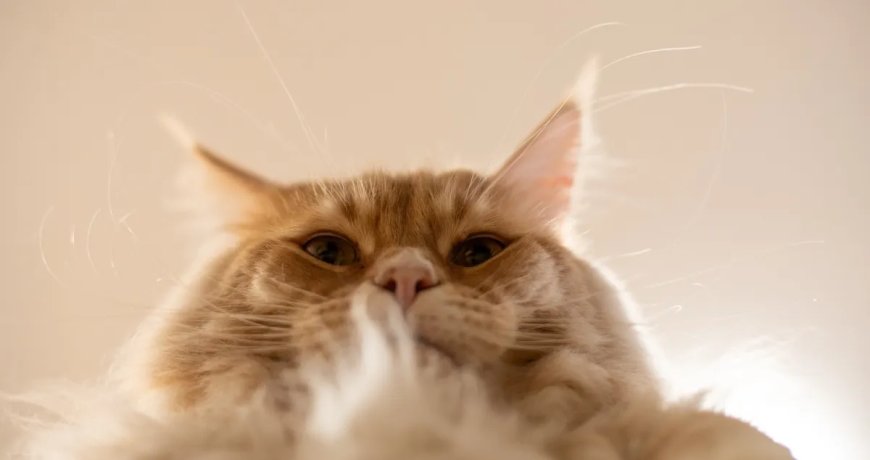 College Student Comes Up With Creative Way To Help Her Overweight Cat Lose Weight