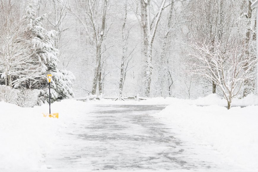 Animal Family Makes Unexpected Appearance in Snowy Driveway