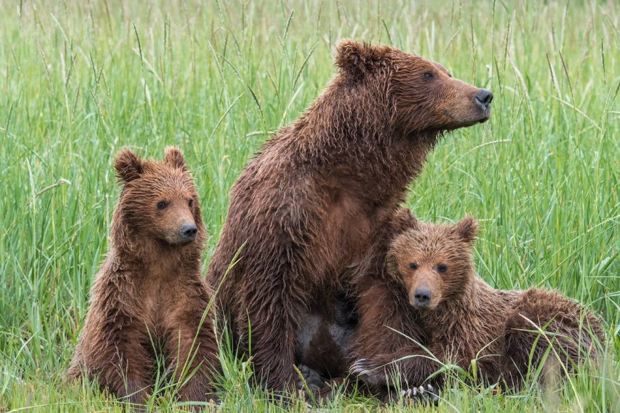 WATCH: Brown Bear and Cubs Peacefully Cross Alaskan Tundra