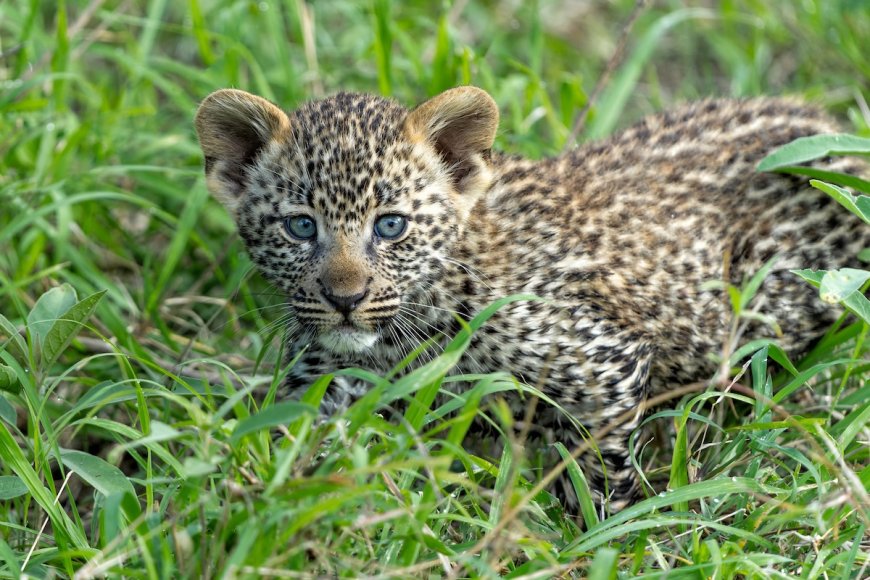 Baby Leopard Plops off Safari Tent—Here’s What Happened Next