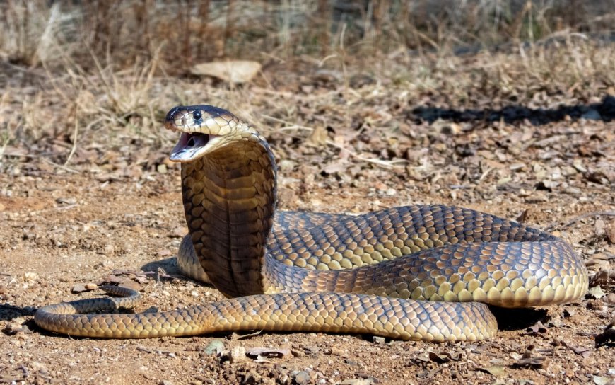 Sound up: Did You Know That King Cobras GROWL?
