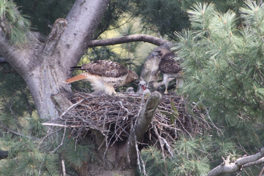 WATCH: Red-Tailed Hawk Chicks Hatch on Live Nest Cam
