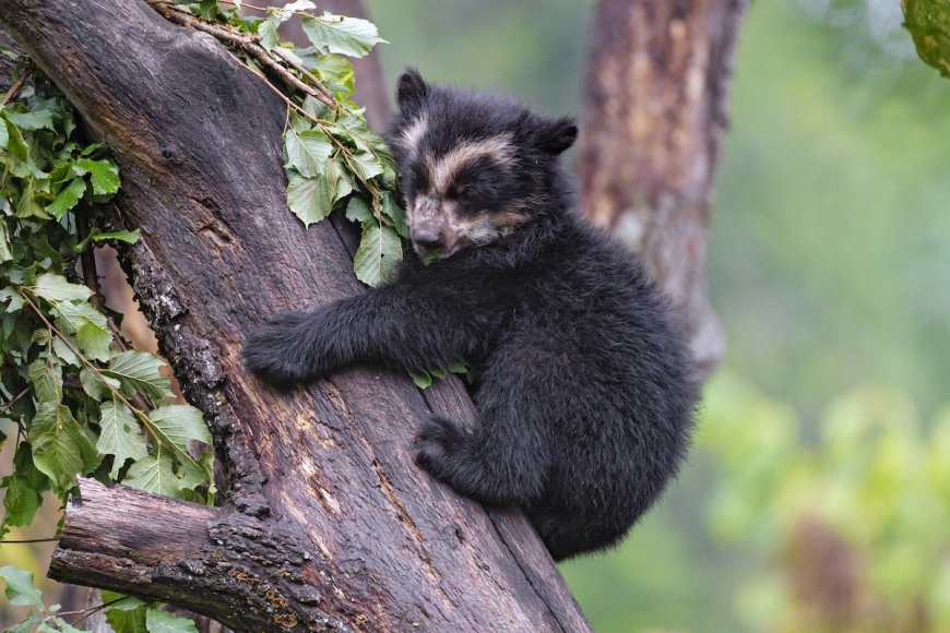 WATCH: Beautiful Footage of Andean Bears in Colombia