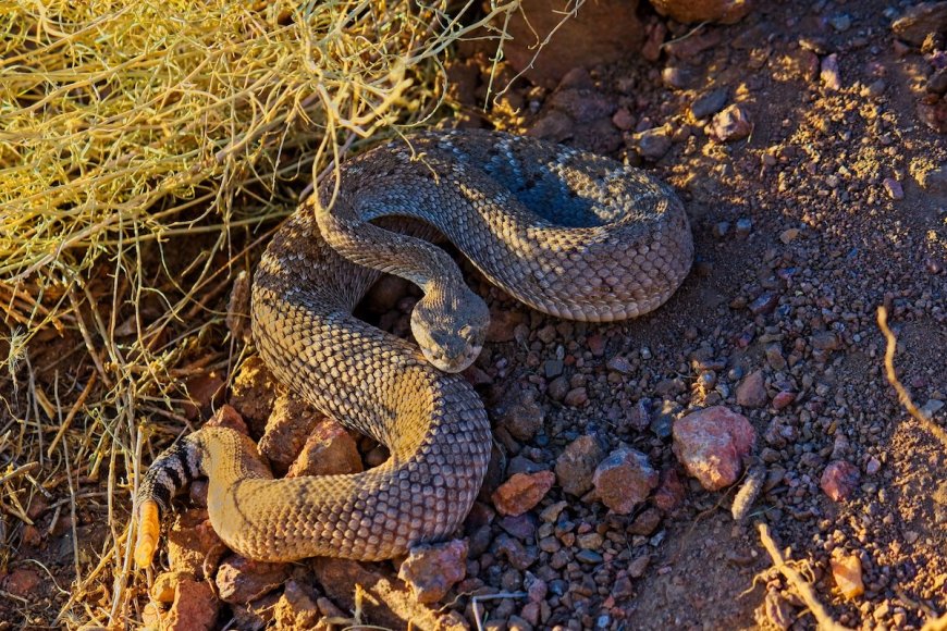 Second Person in a Month Dies From Rattlesnake Bite in California