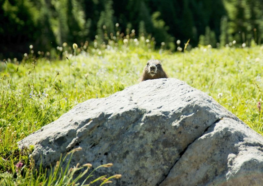 Sound on: Have You Ever Heard a Marmot Scream? It’s Adorable.