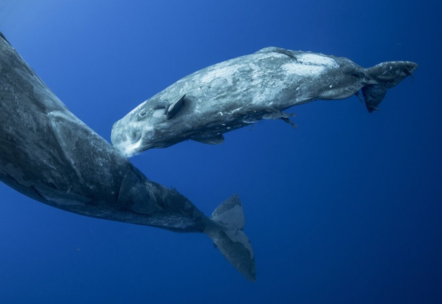 Rare Footage Shows Sperm Whales Supporting Hours-Long Birth