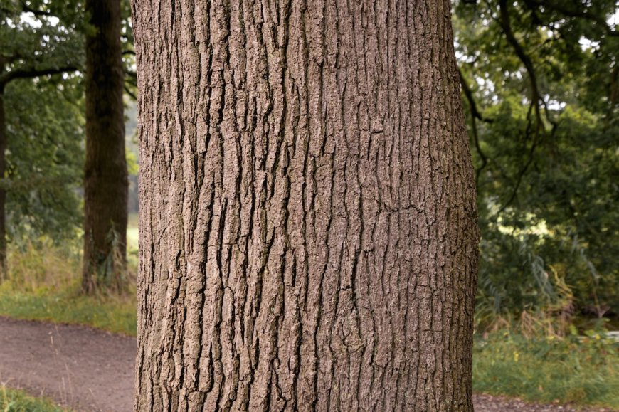Can You Find the Camouflaged Animal on the Tree Bark?