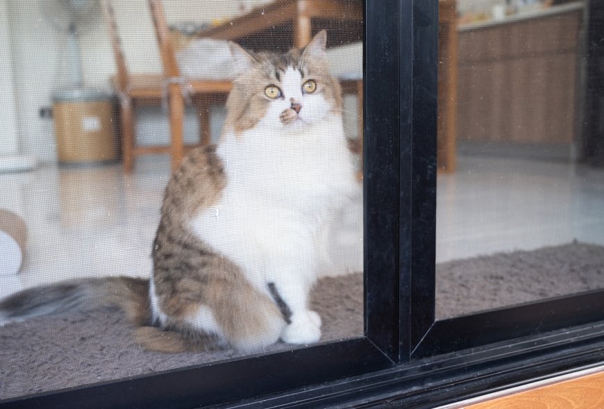 WATCH: House Cat Tries to Take on Bears Through Glass Door