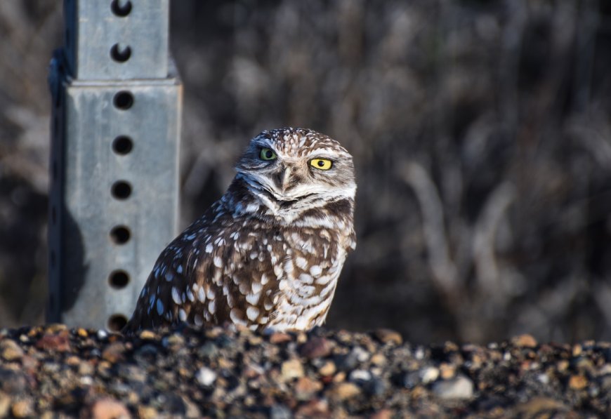Police Officers Rescue Adorable Injured Owl Stranded on Road