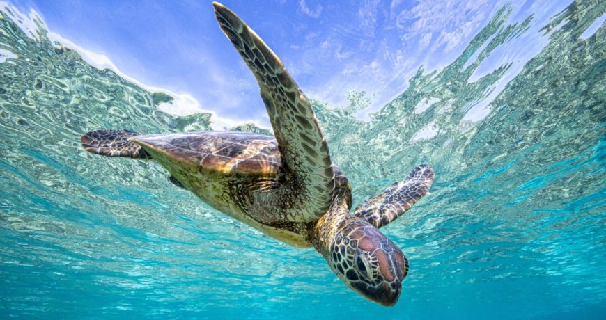 Marine Biologists Strap A Camera To A Sea Turtle And Learn Some Surprising Things