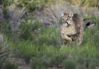 WATCH: Man Comes Face to Face with Two Mountain Lions