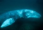 Gray Whale Spotted Swimming in Willapa River (Video)