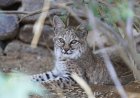 WATCH: Bobcat Kittens Play in Tucson, Arizona Backyard
