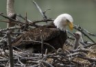 ‘Happy Hatch Day!’: Bald Eagles Welcome Chick on Livestream