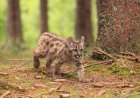 Sound on: Puma Kittens Make Cute Noises on Trail Cam