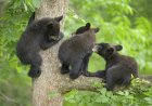 Black Bear Struggles to Wrangle Her Feisty Cubs in Funny Video