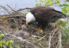 ‘Gentle Giants, Bonking Babies’: See Famous Bald Eagles’ Chicks