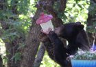 WATCH: Bear Destroys Hummingbird Feeder Hanging on Porch
