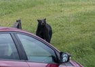 Bear Jump Scare: Woman Startled When Animal Leaps From Car
