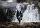‘Miracle Rescue’: Dog Found Week After Owner Fell Over Waterfall
