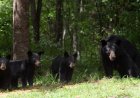 A Family In New Jersey Is Shocked To Discover A Family Of Bears Living Under Their Front Porch