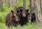 WATCH: First Sighting of This Many Black-Bear Cubs in One Litter